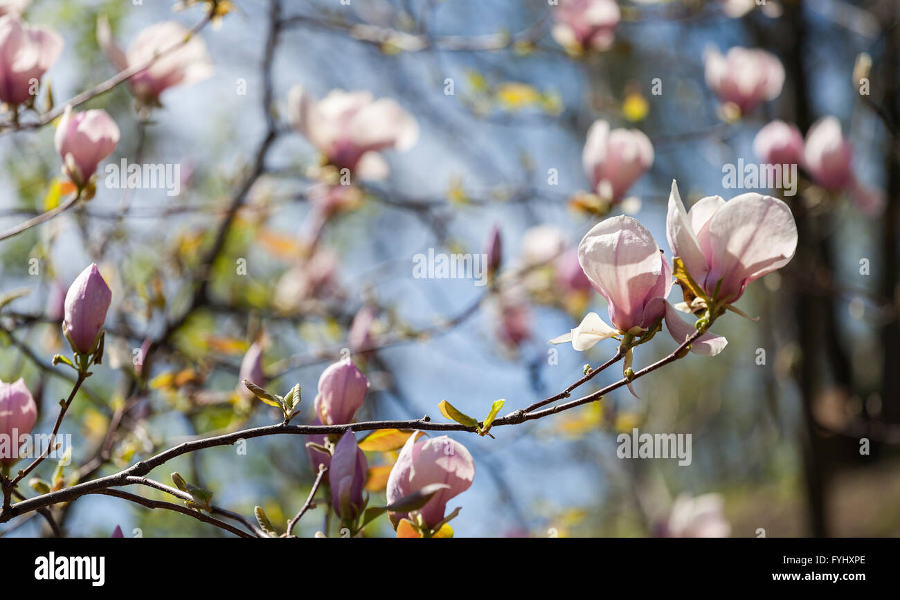 Bloomy magnolia tree with big pink flowers Stock Photo - Alamy