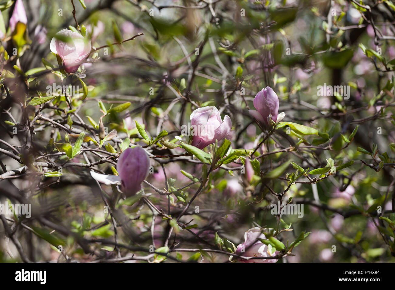 Bloomy magnolia tree with big pink flowers Stock Photo - Alamy