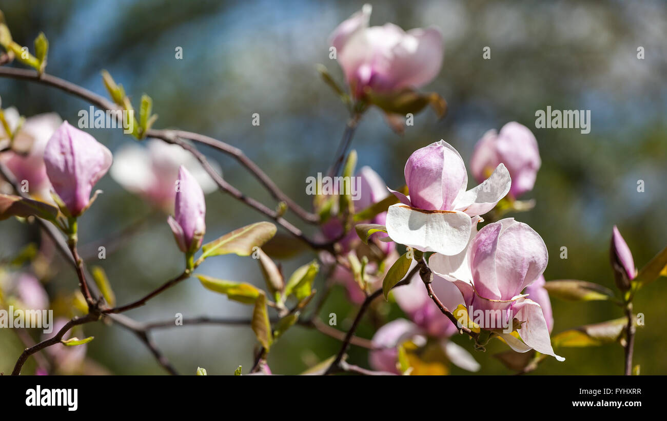 Bloomy magnolia tree with big pink flowers Stock Photo - Alamy