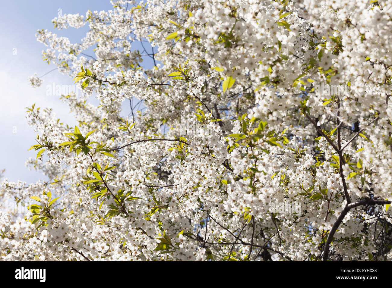 Sakura Flower or Cherry Blossom With Beautiful Nature Background Stock ...