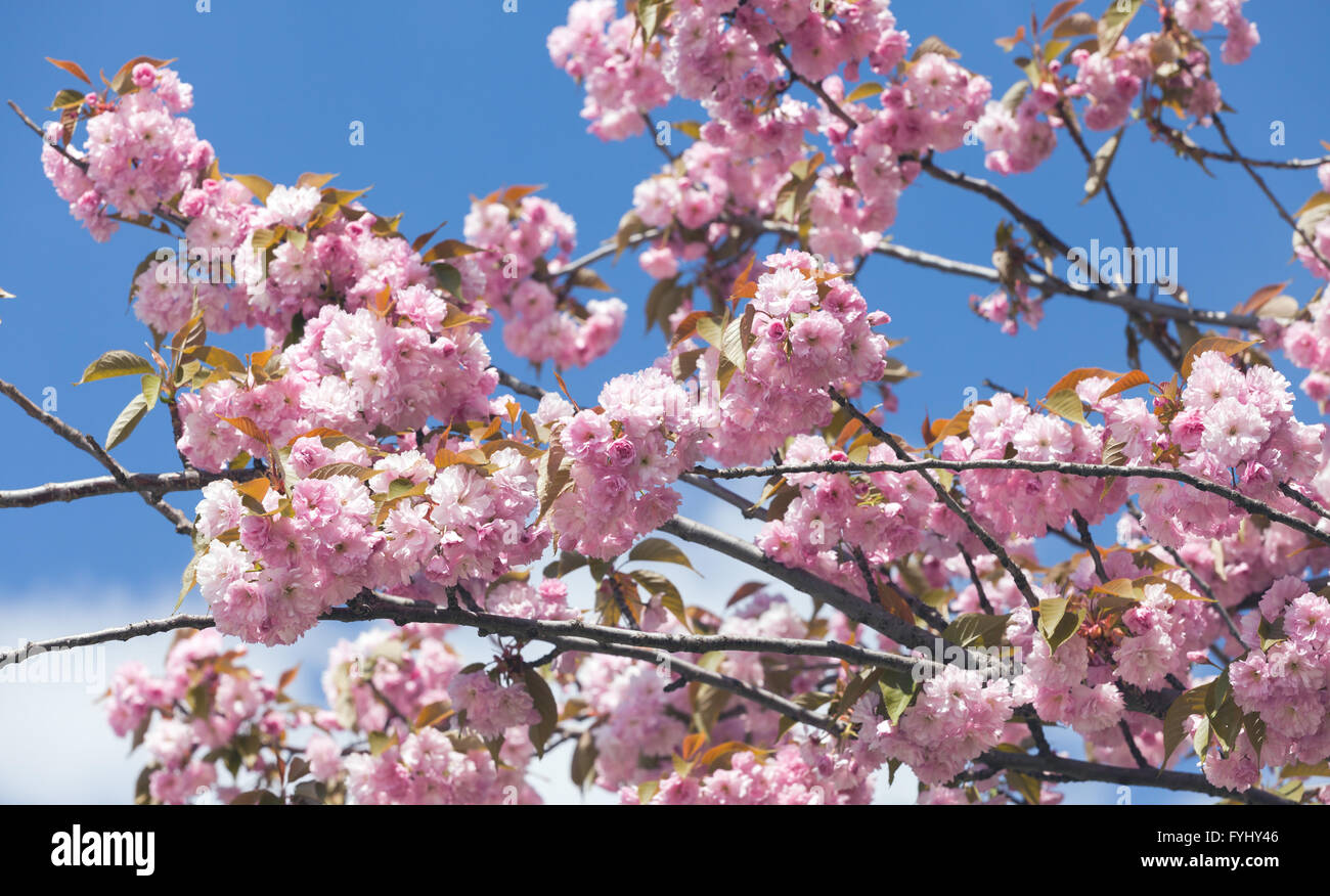 Sakura Flower or Cherry Blossom With Beautiful Nature Background Stock ...
