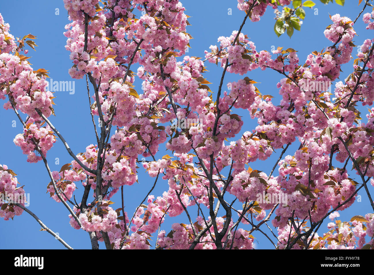 Sakura Flower or Cherry Blossom With Beautiful Nature Background Stock ...
