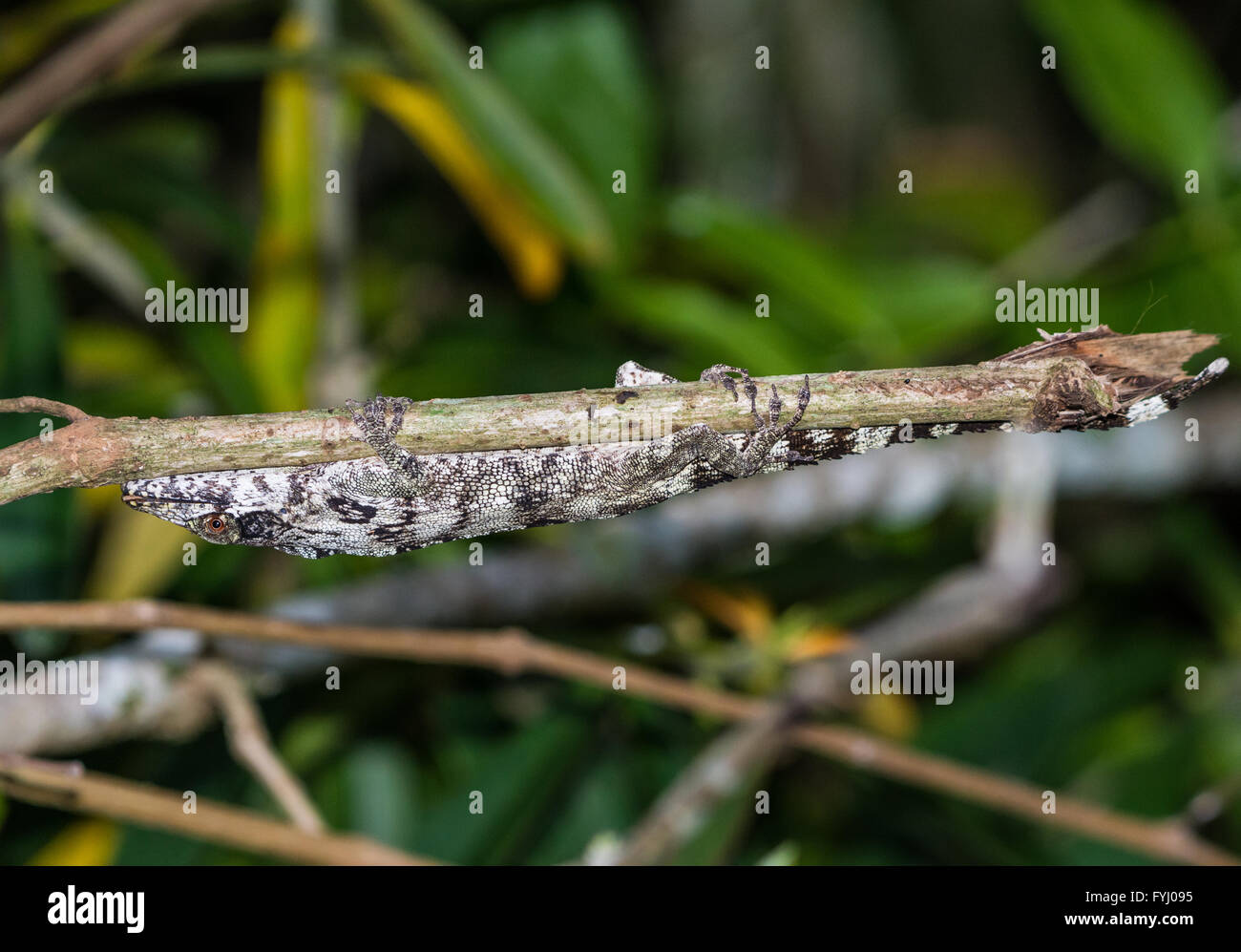 A Jamaican Trig Anole (Anolis valencienni) trying to camouflage behind a twig. Jamaica, Caribbeans. Stock Photo