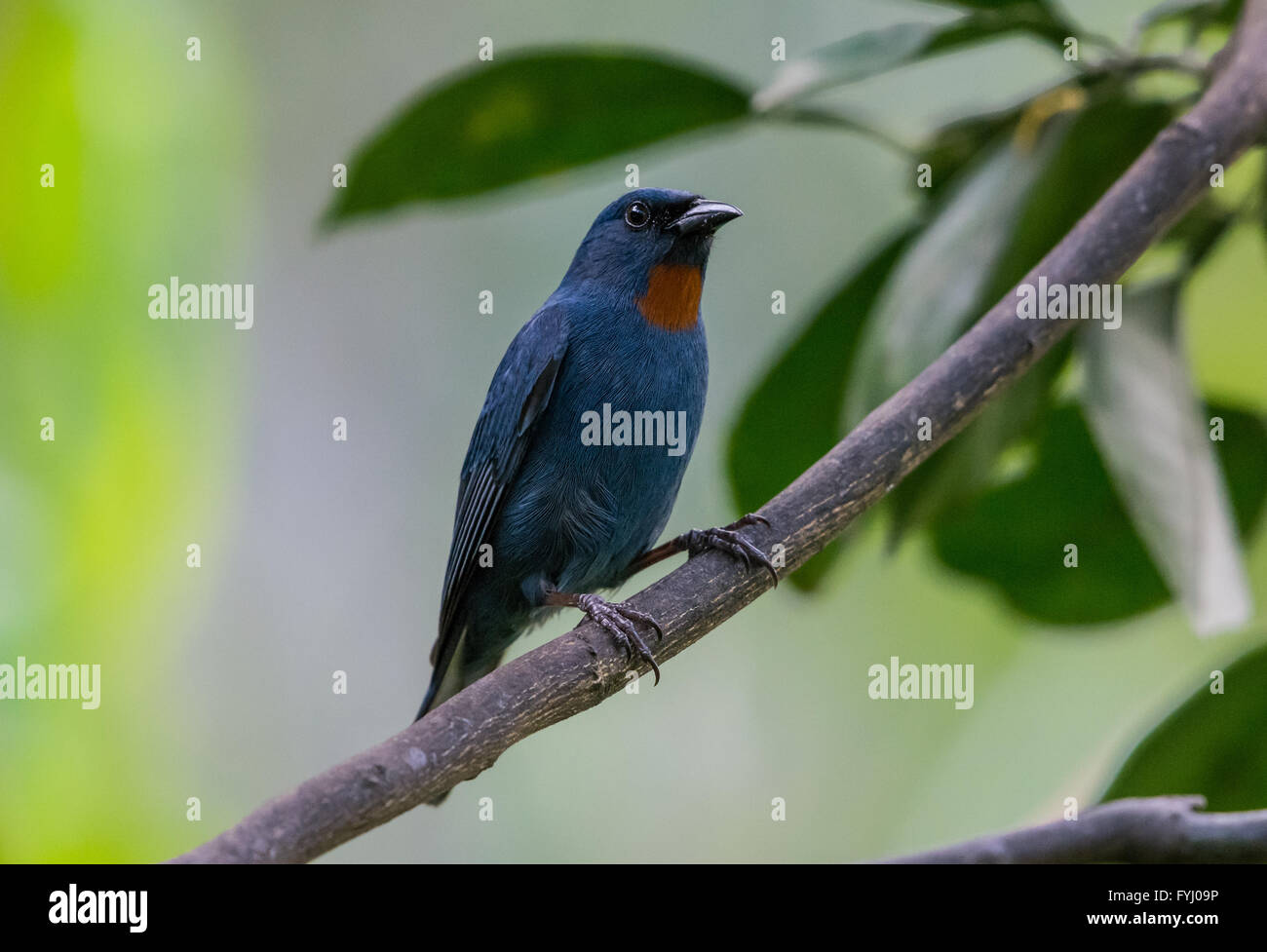 A male Orangequit (Euneornis campestris), a Jamaica endemic species, perched on a branch. Jamaica, Caribbeans. Stock Photo