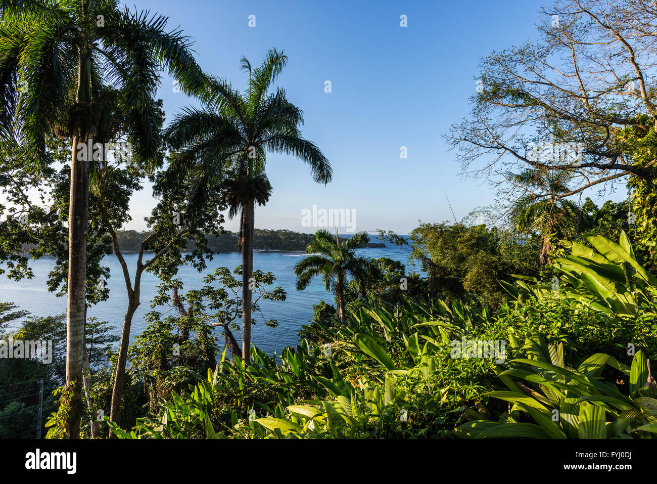 Lush green vegetation at a sea-side resort. Jamaica, Caribbeans. Stock Photo