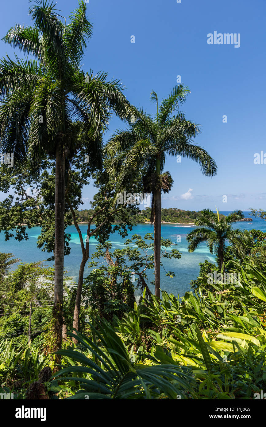 Palm trees against blue water at the island of Jamaica, Caribbeans. Stock Photo