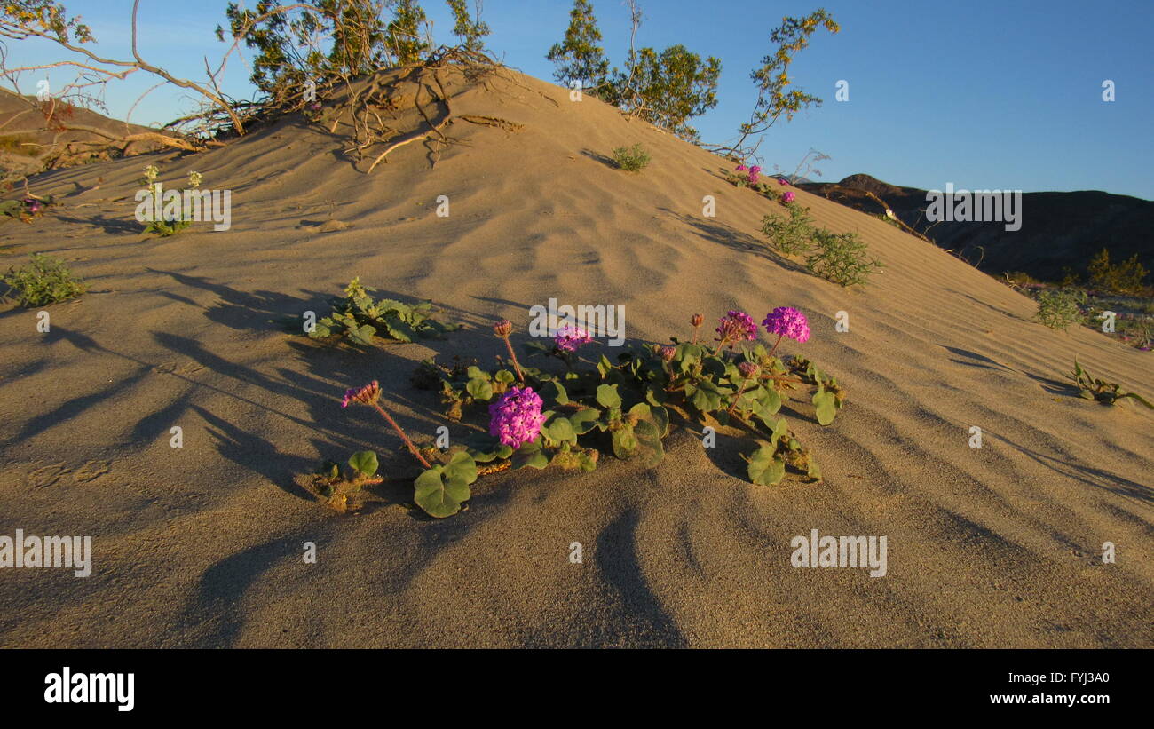 Purple verbena on desert sand dune with wind ripples Stock Photo