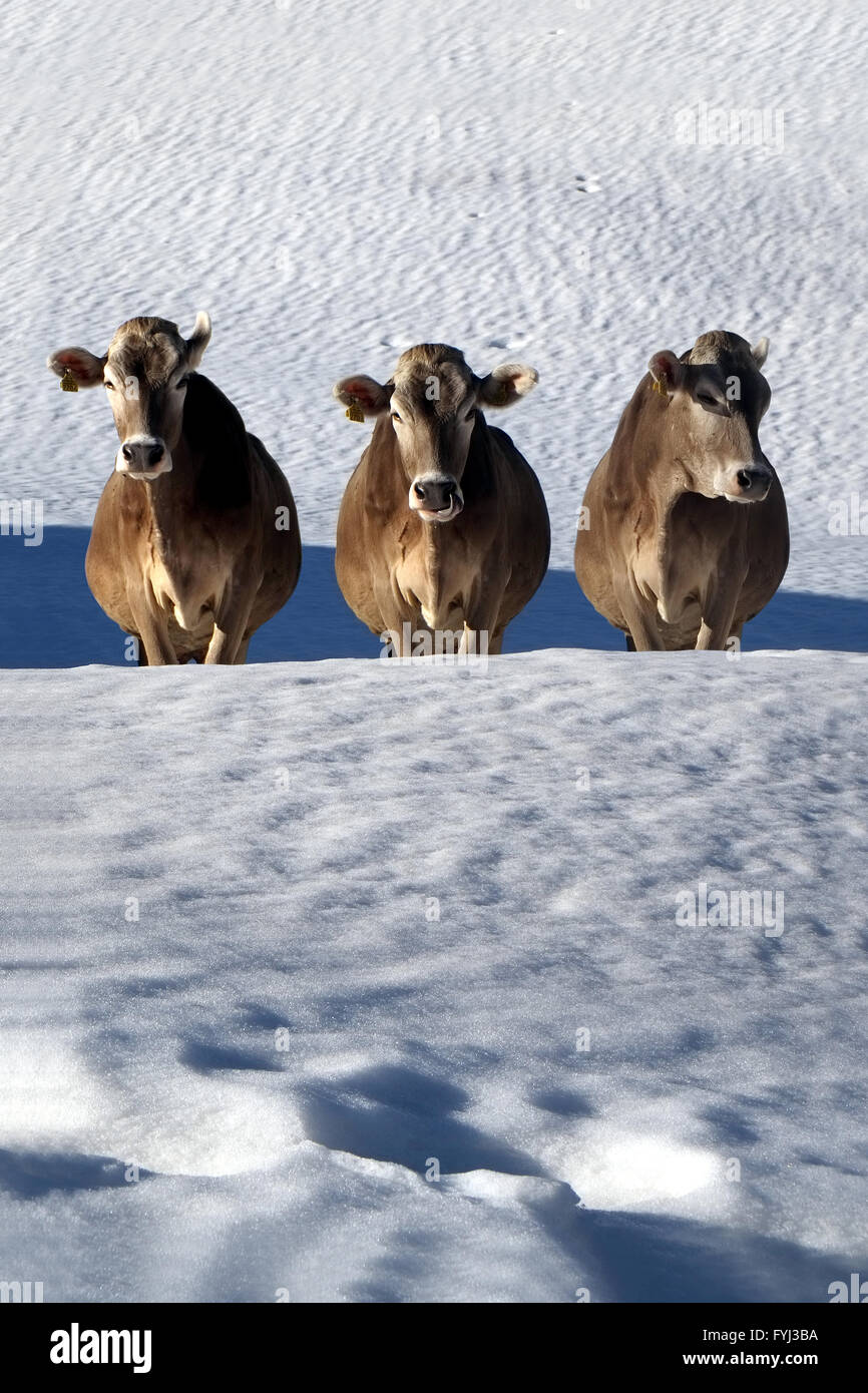 Cows in the snow Stock Photo Alamy