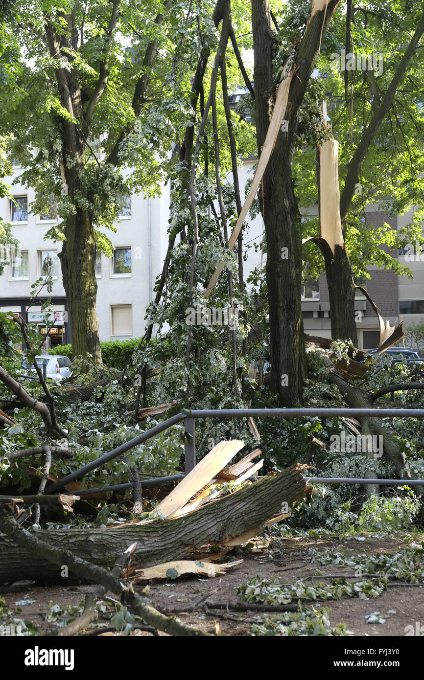 Crashed trees Stock Photo