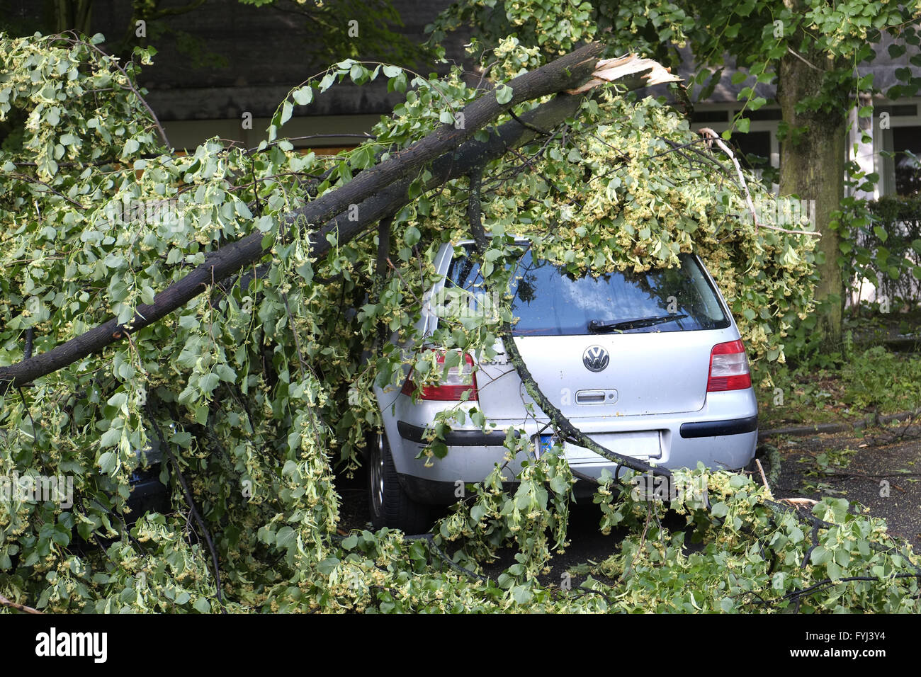 Damaged car under overturned tree Stock Photo