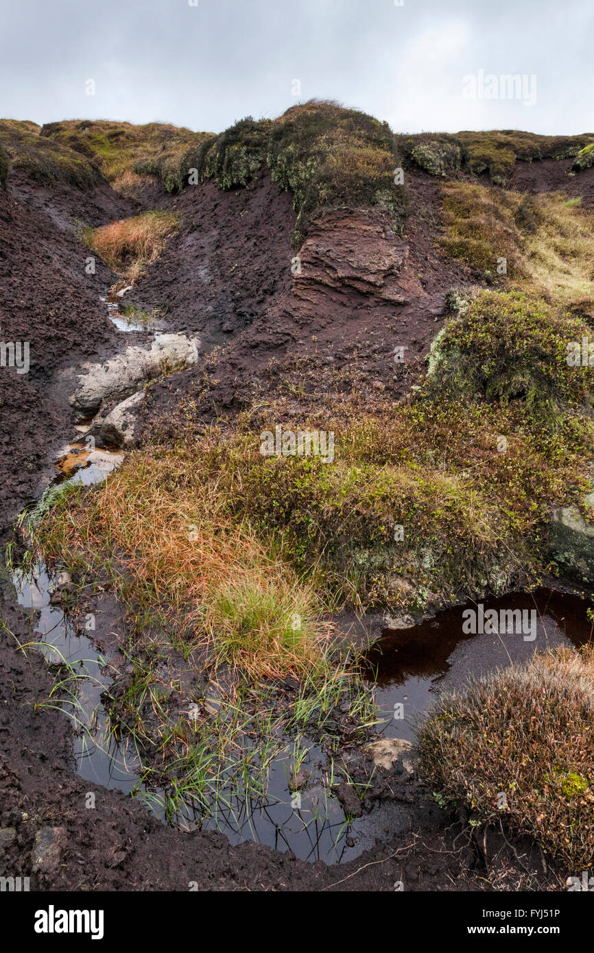 Moorland erosion. Stream eroding the moor by carrying away peat leaving a gully and hag. Kinder Scout, Derbyshire, Peak District, England, UK Stock Photo
