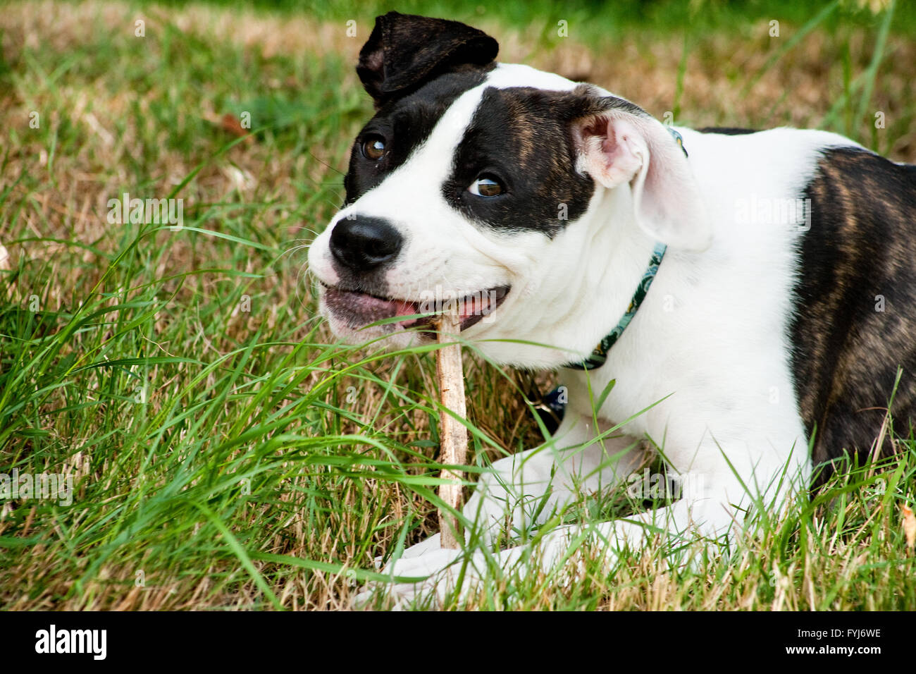 The dog with his stick for chewing Stock Photo