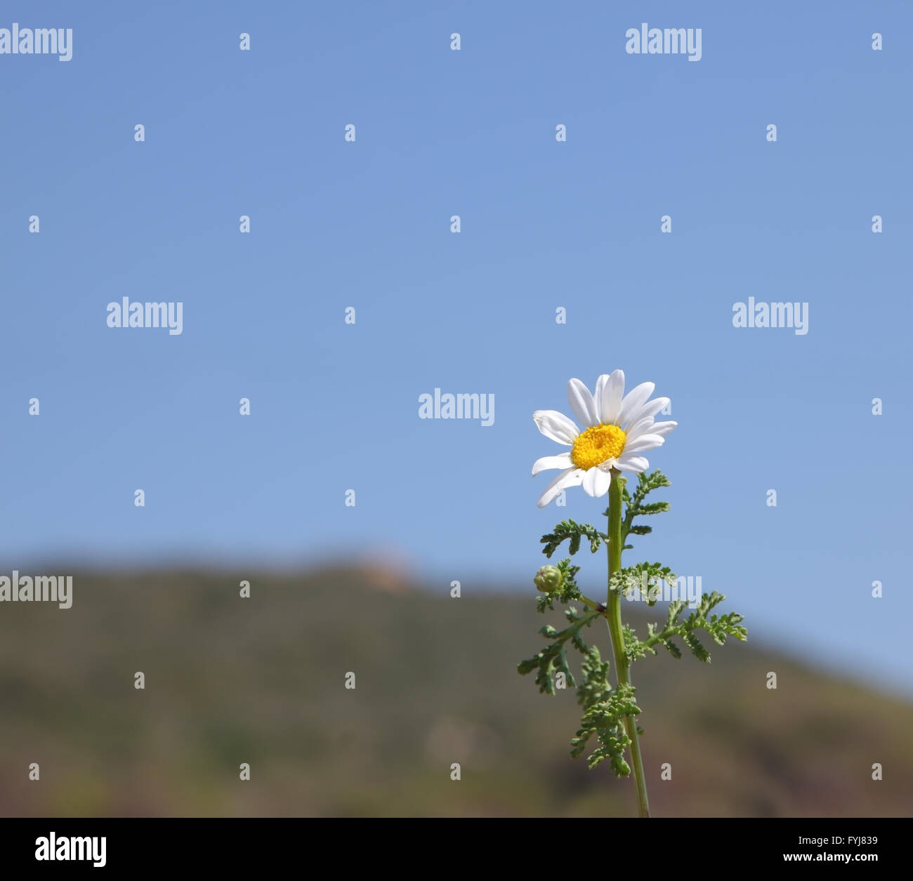Fresh spring camomile on background of  blue sky Stock Photo