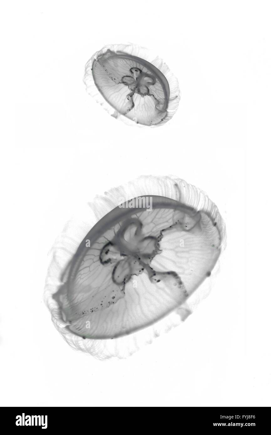 Close up shots of a moon jellyfish life in an aquarium Stock Photo