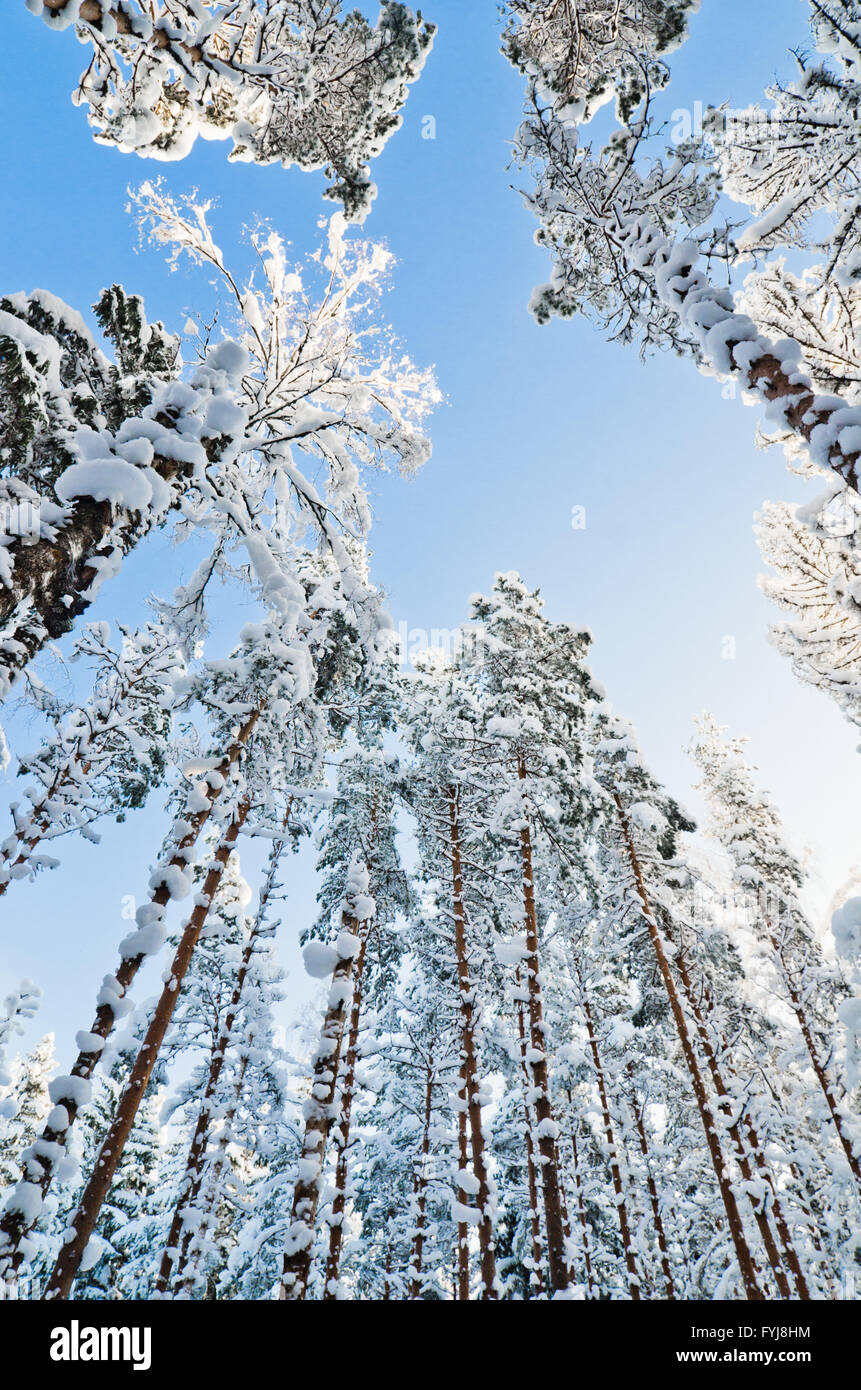 Winter snow covered trees against the blue sky Stock Photo - Alamy
