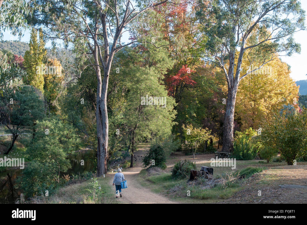 Australia, Victoria, Harrietville, Ovens River Stock Photo - Alamy