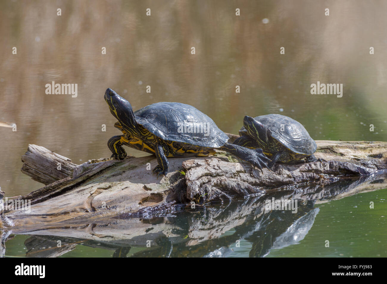 adult red ear slider turtle