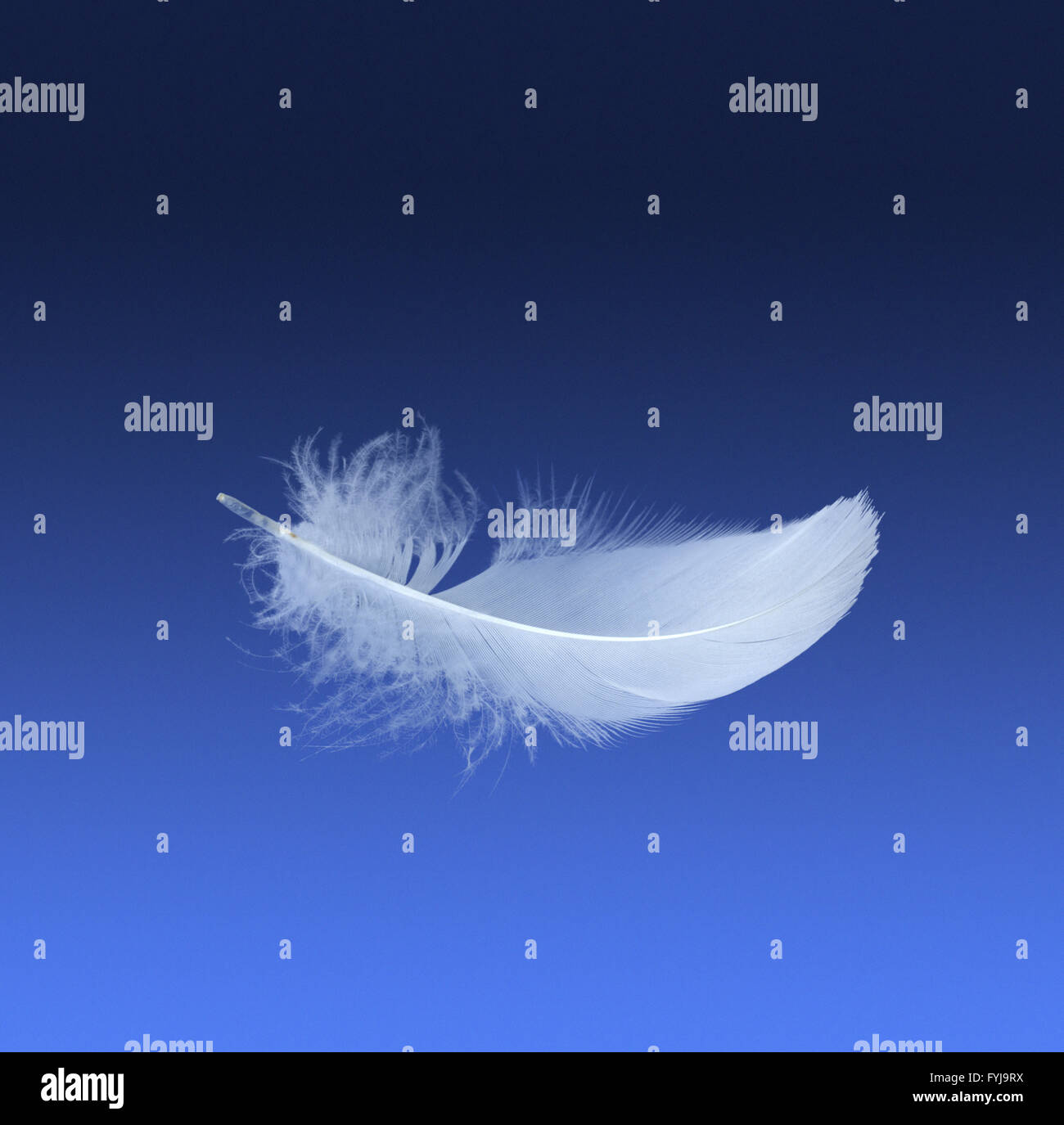 White Down feather on a blue gradient Stock Photo