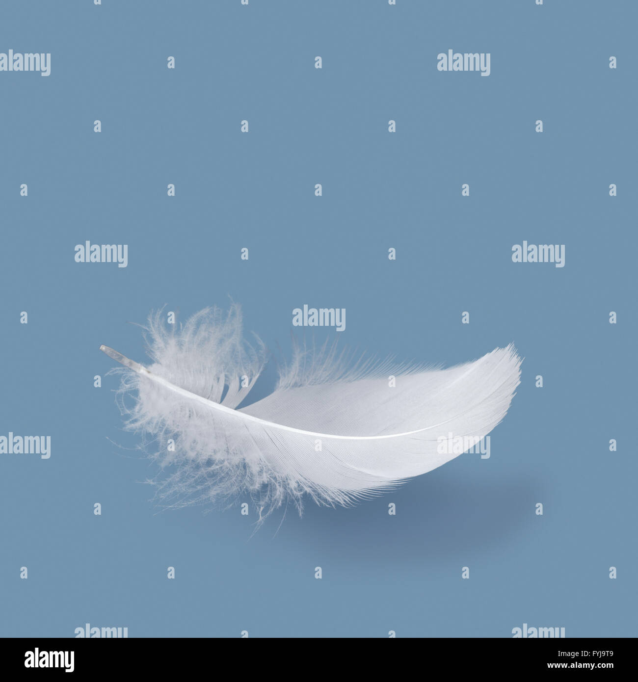 Down feather Stock Photo