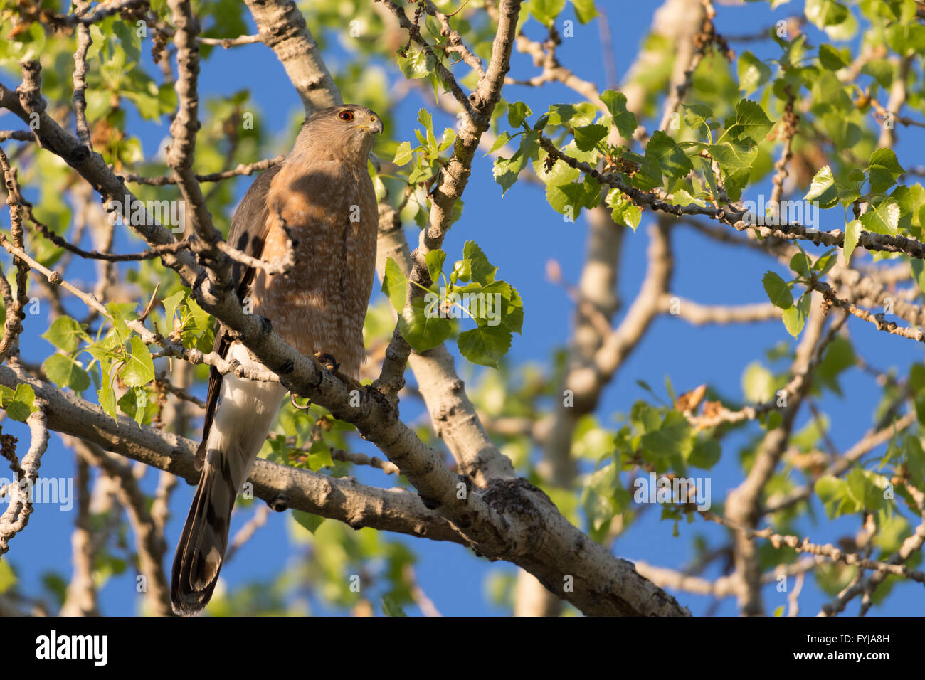 Cooper's Hawk, (Accipiter cooperi), Albuquerque, New Mexico, USA. Stock Photo