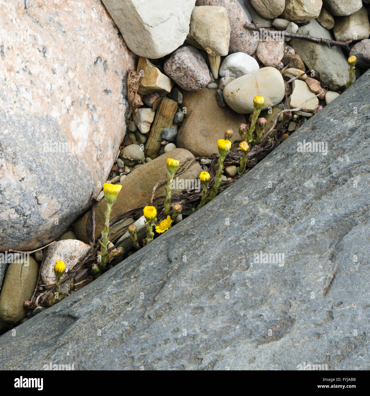 Yellow flowers sprouting in the spring among stones, close-up Stock Photo
