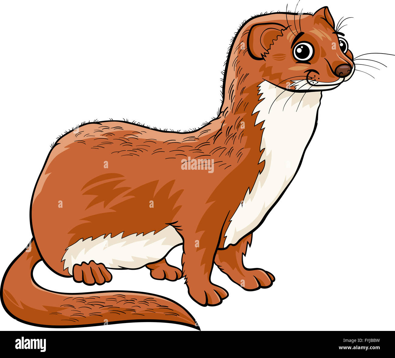 weasel animal cartoon illustration Stock Photo