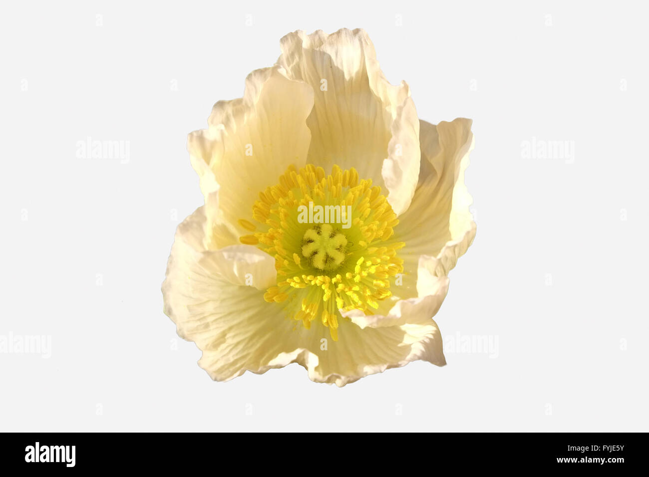Poppy, italian colorful poppies Stock Photo - Alamy
