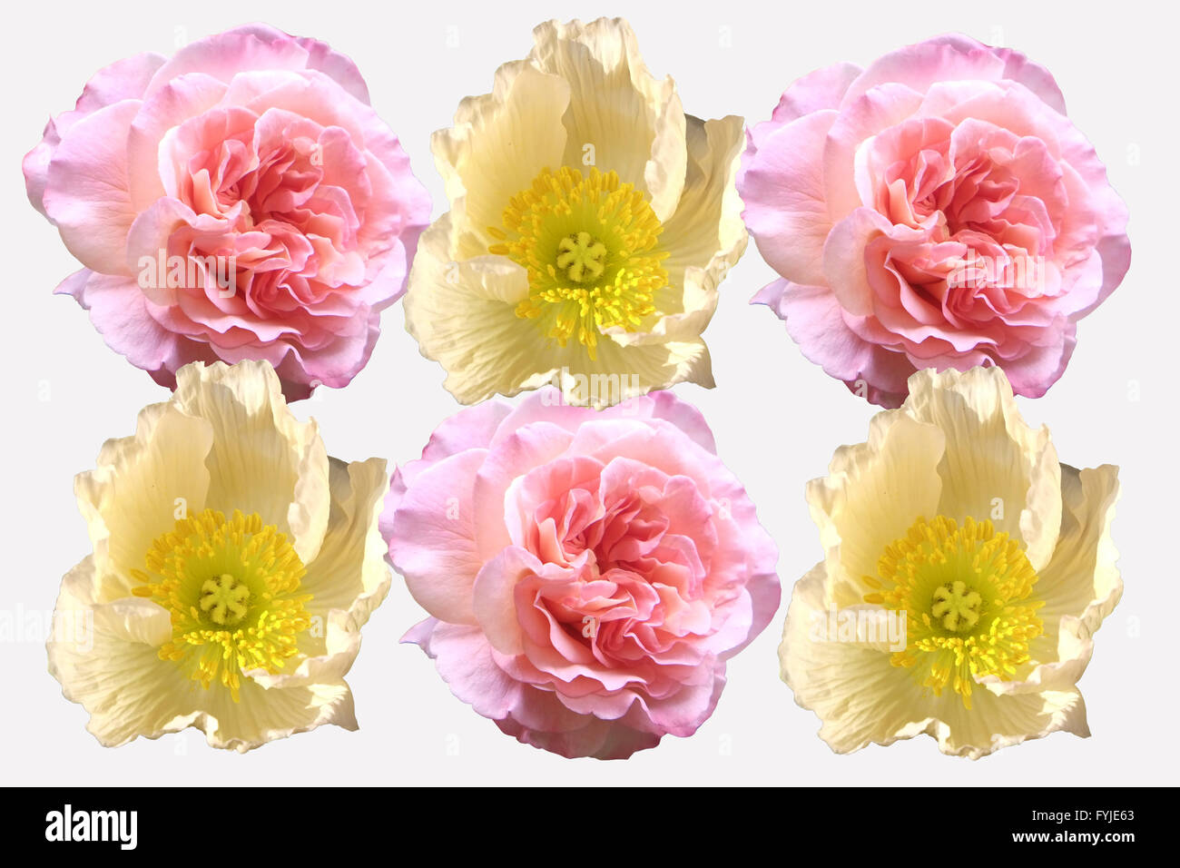 Blossoms of roses and poppies Stock Photo Alamy