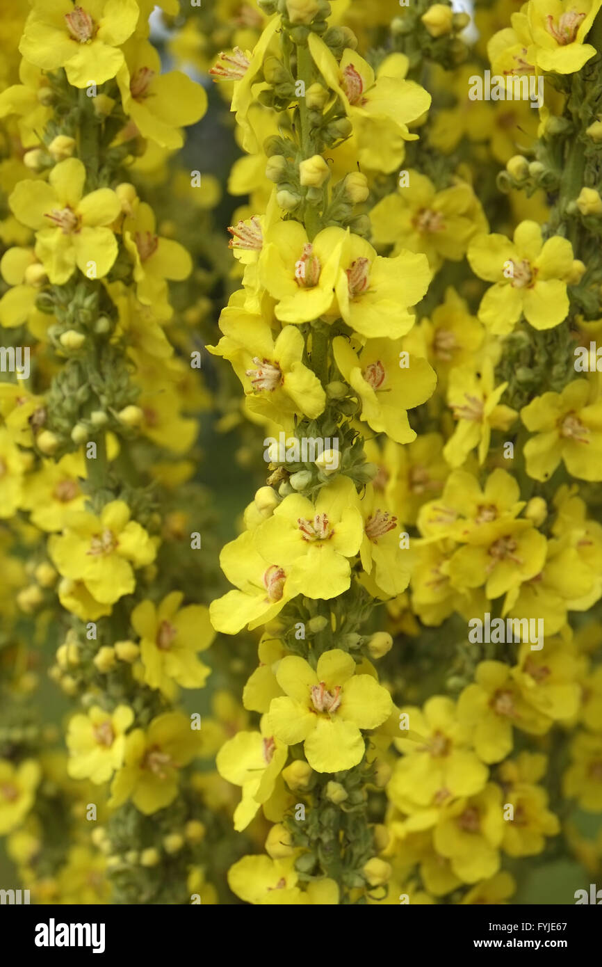 Mullein Stock Photo