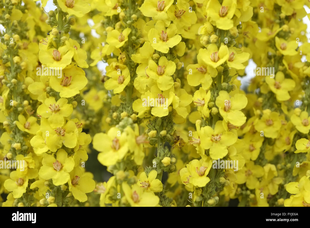 Mullein Stock Photo