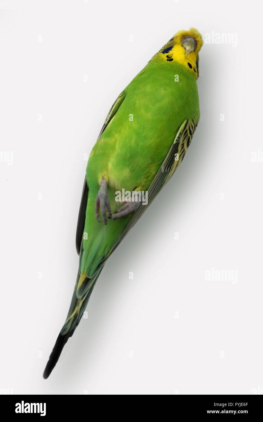 Dead Budgie Stock Photo Alamy