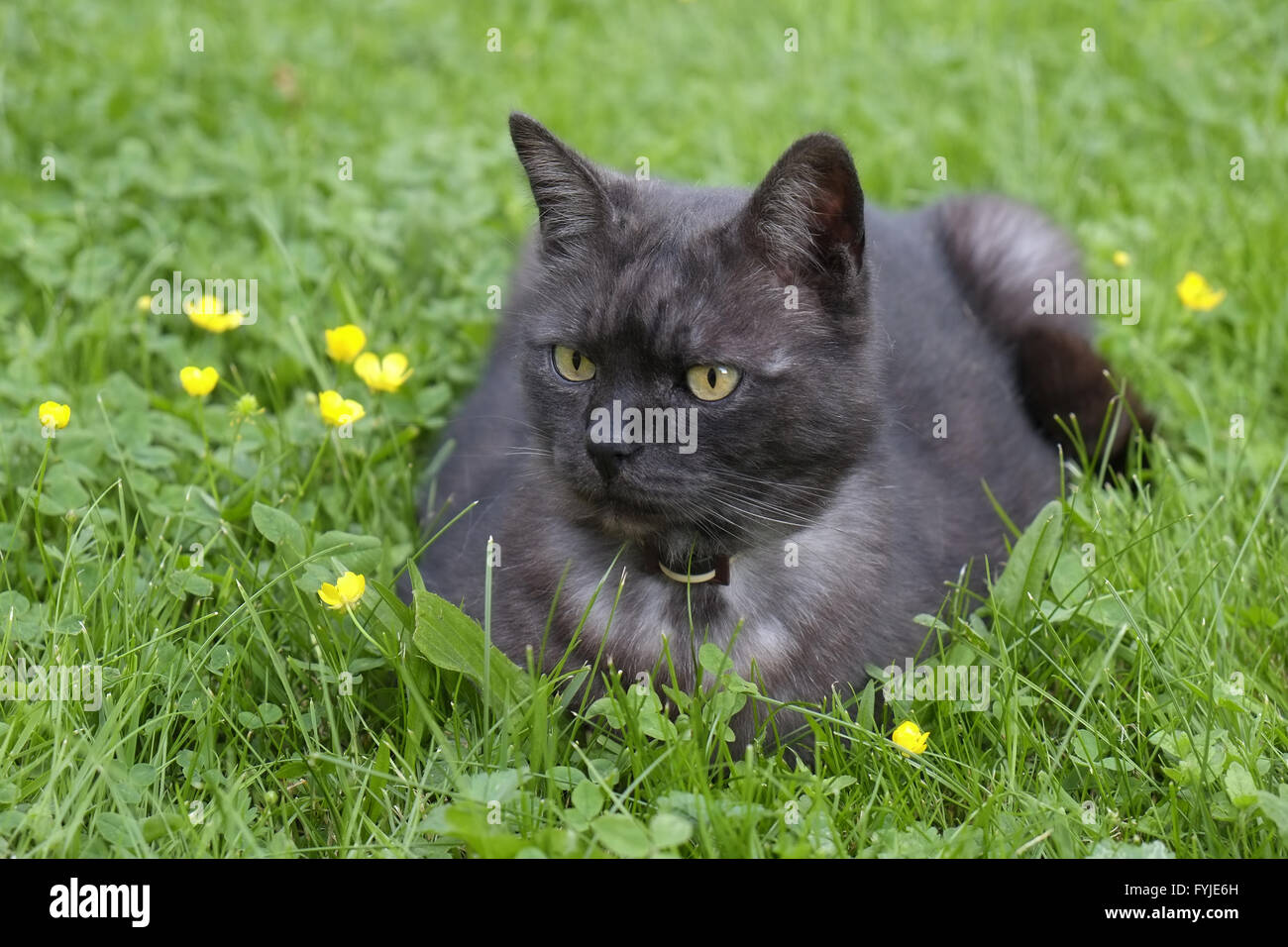 Cat, black Stock Photo
