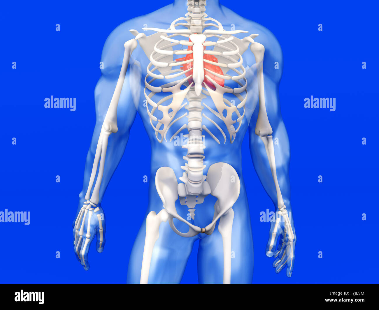 Human Anatomy visualization - the Heart in a semi transparent Body Stock Photo