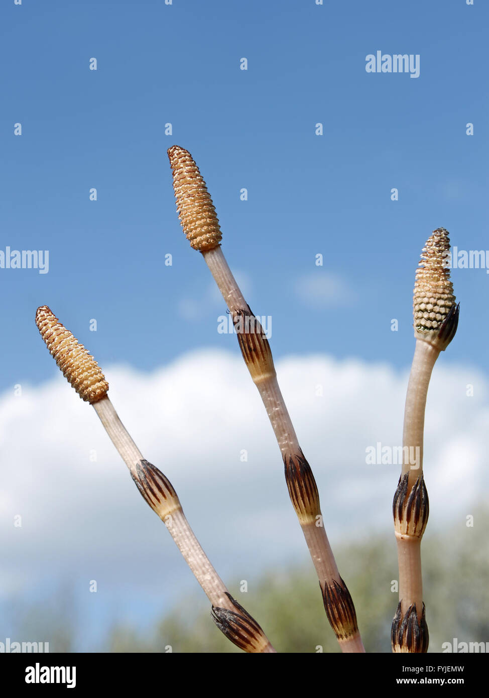 Three horsetail shoots against the sky Stock Photo