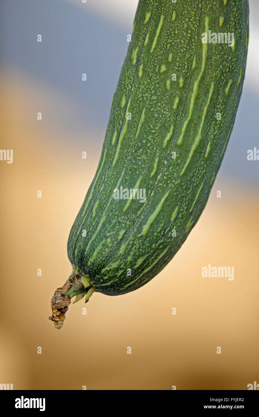 Luffa aegyptiaca, aka Egyptian cucumber Stock Photo