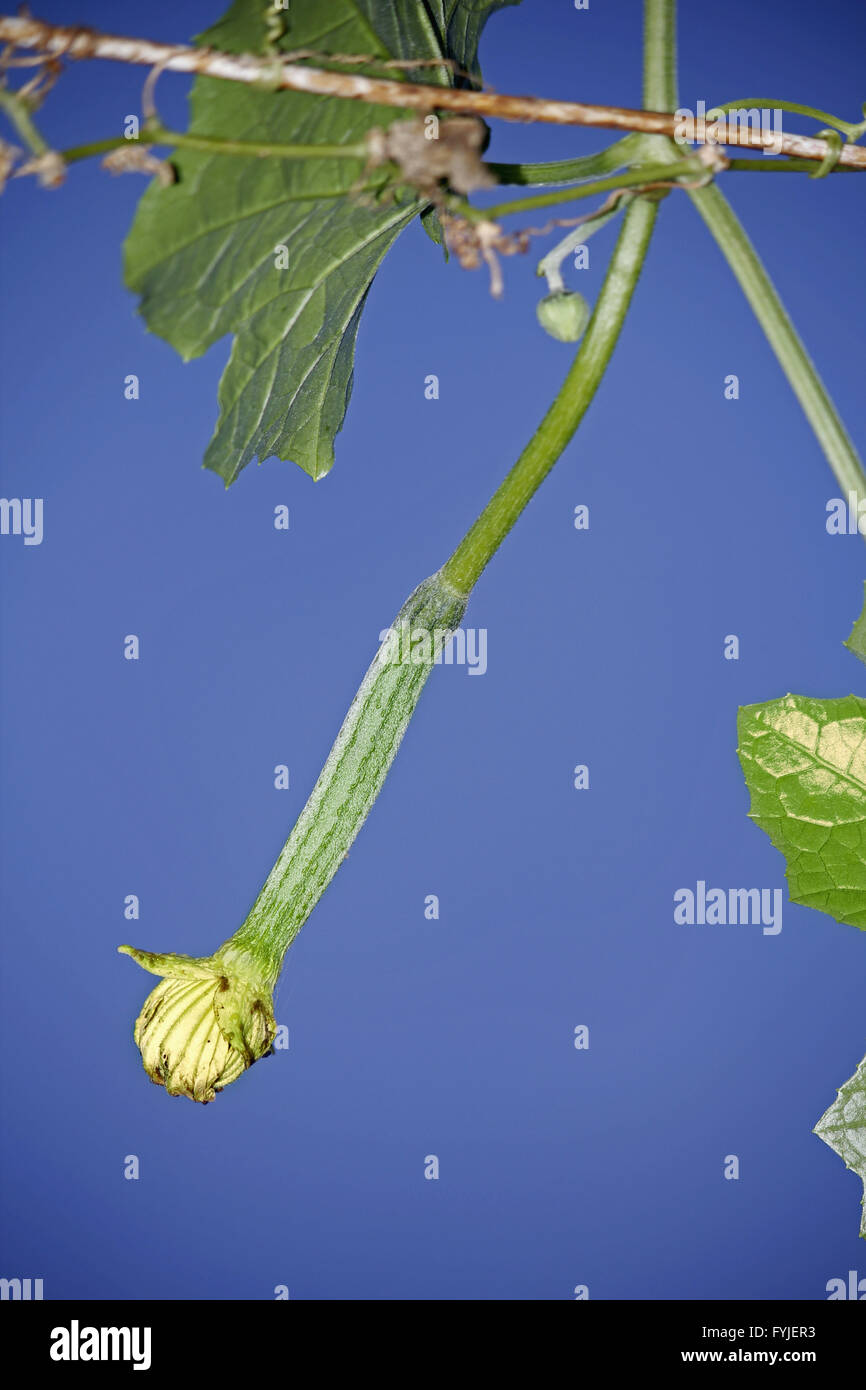 Luffa aegyptiaca, aka Egyptian cucumber Stock Photo