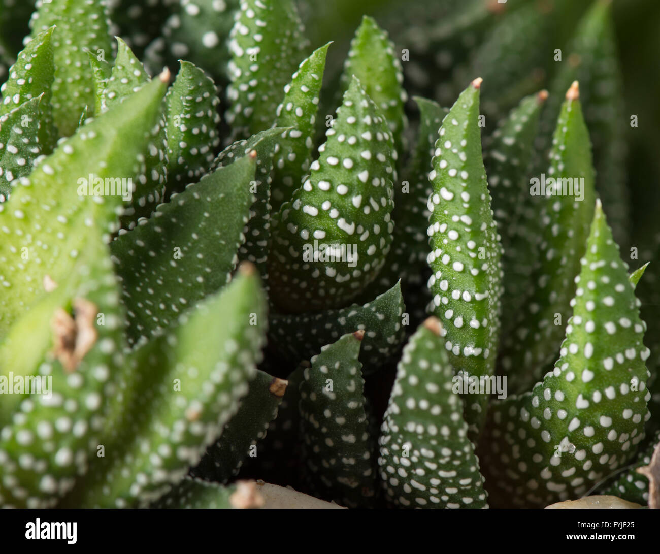 Closeup of the haworthia reinwardtii succulent plant, also known as 'zebra wart' Stock Photo