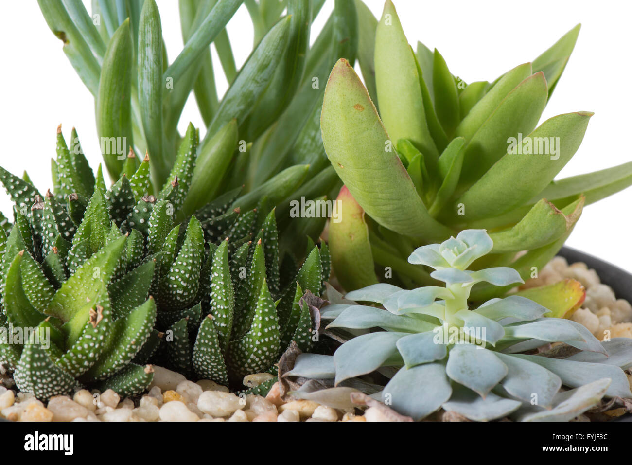 closeup view of an indoor plant garden with succulent plants, in a pot with stones isolated on white. Stock Photo