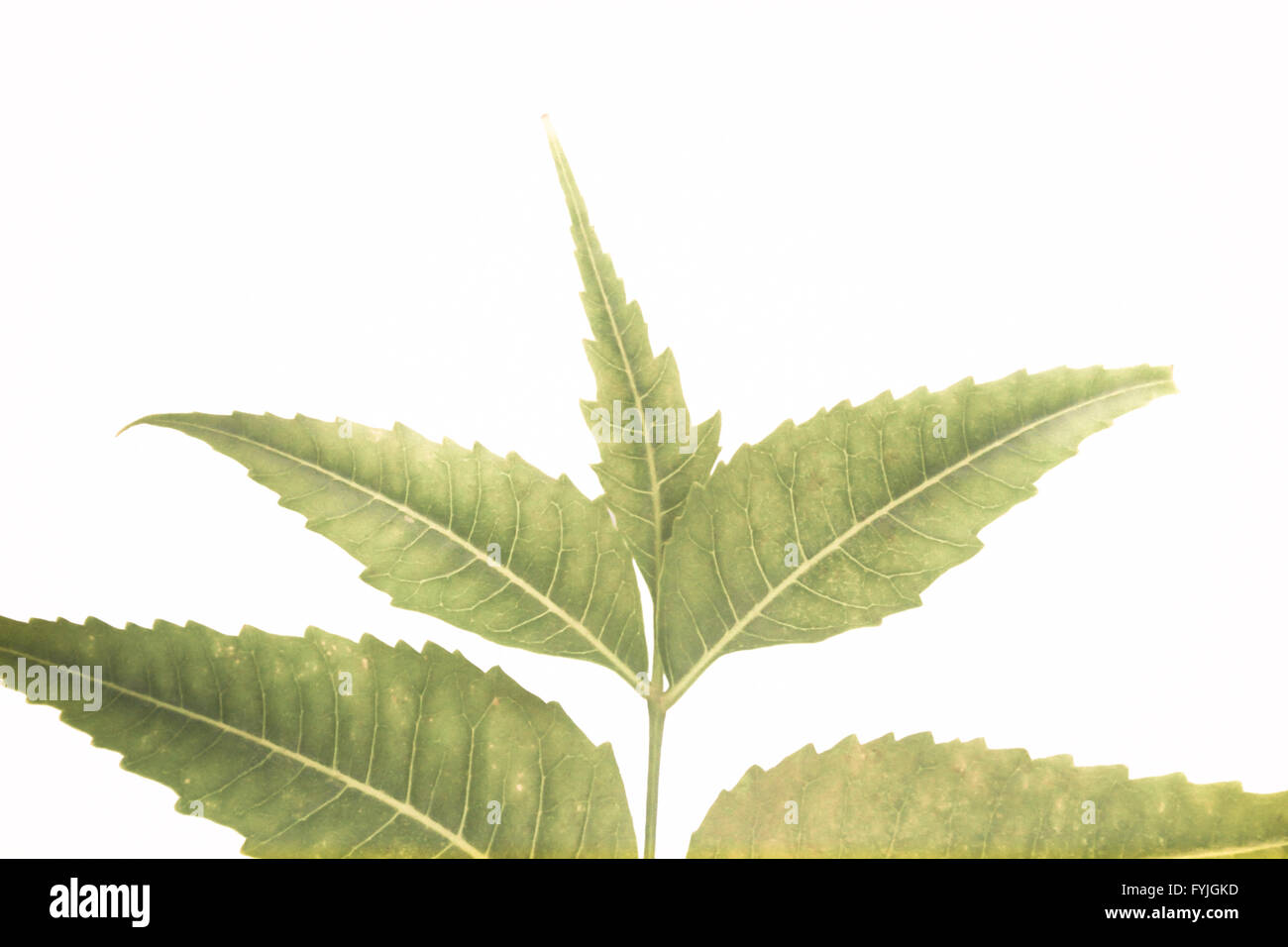 Medicinal Neem leaves-Azadirachta indica Stock Photo