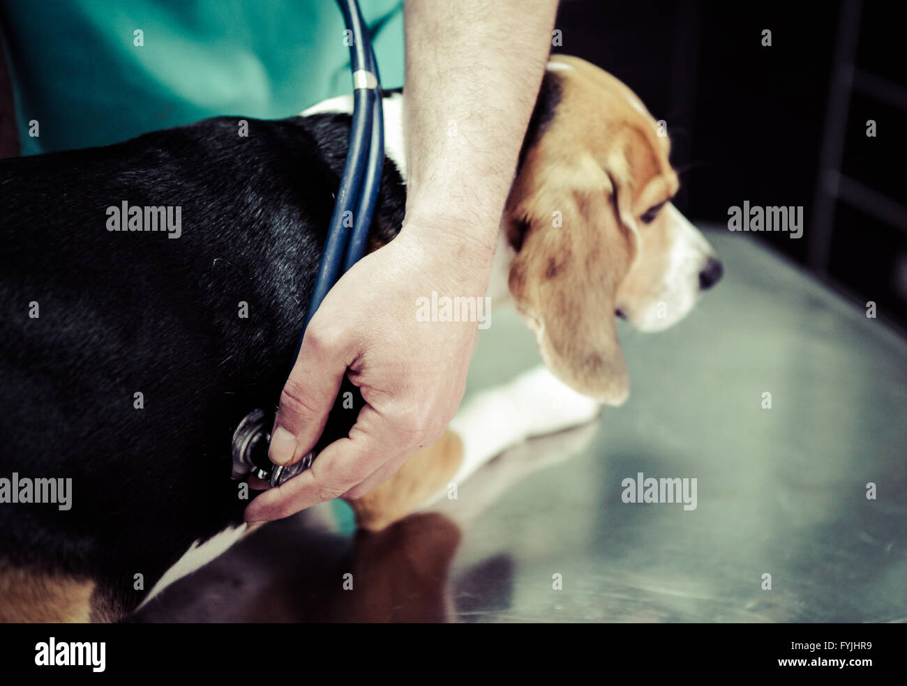 Dog at the vet in the surgery preparation room. Stock Photo