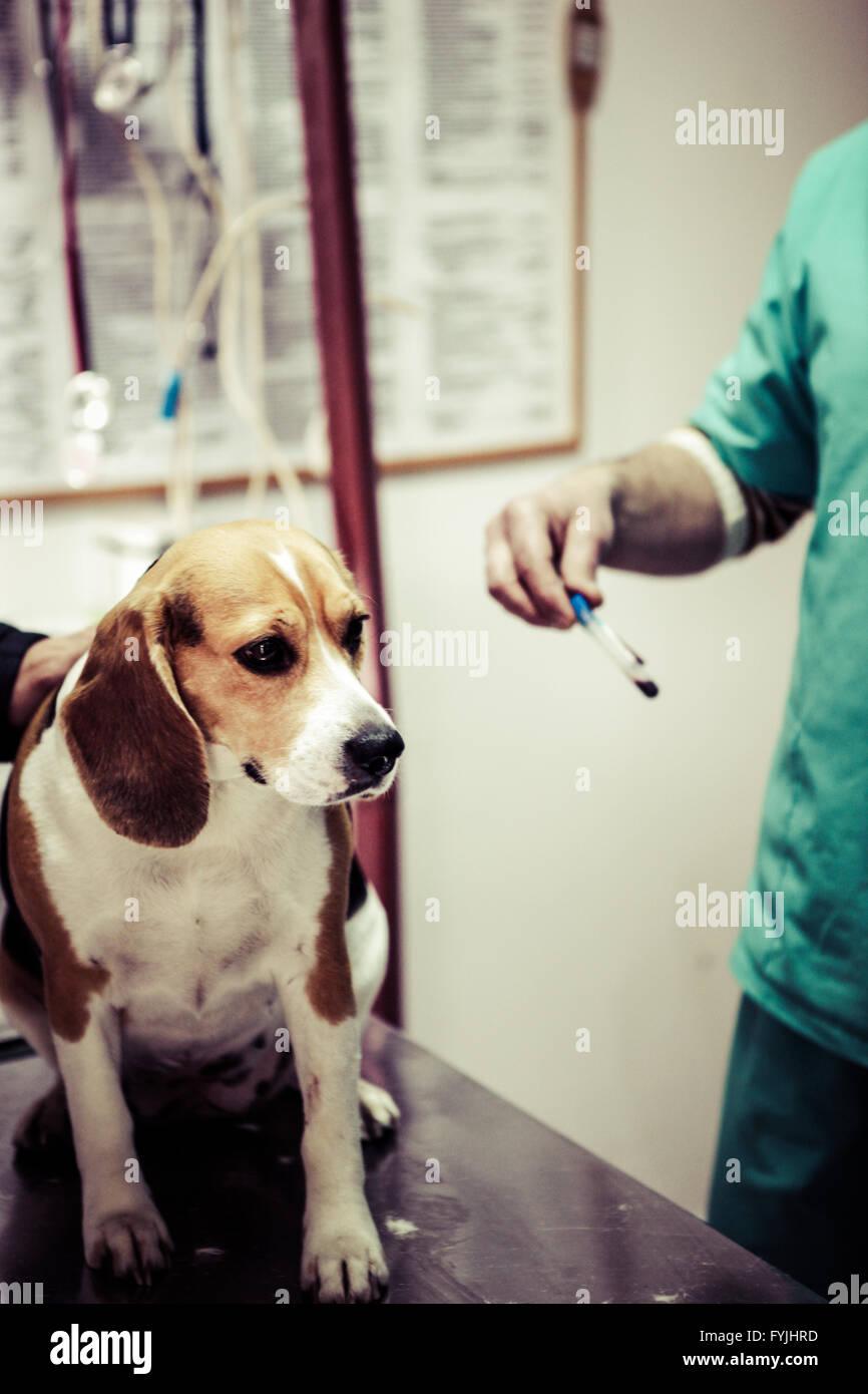 Dog at the vet in the surgery preparation room Stock Photo Alamy