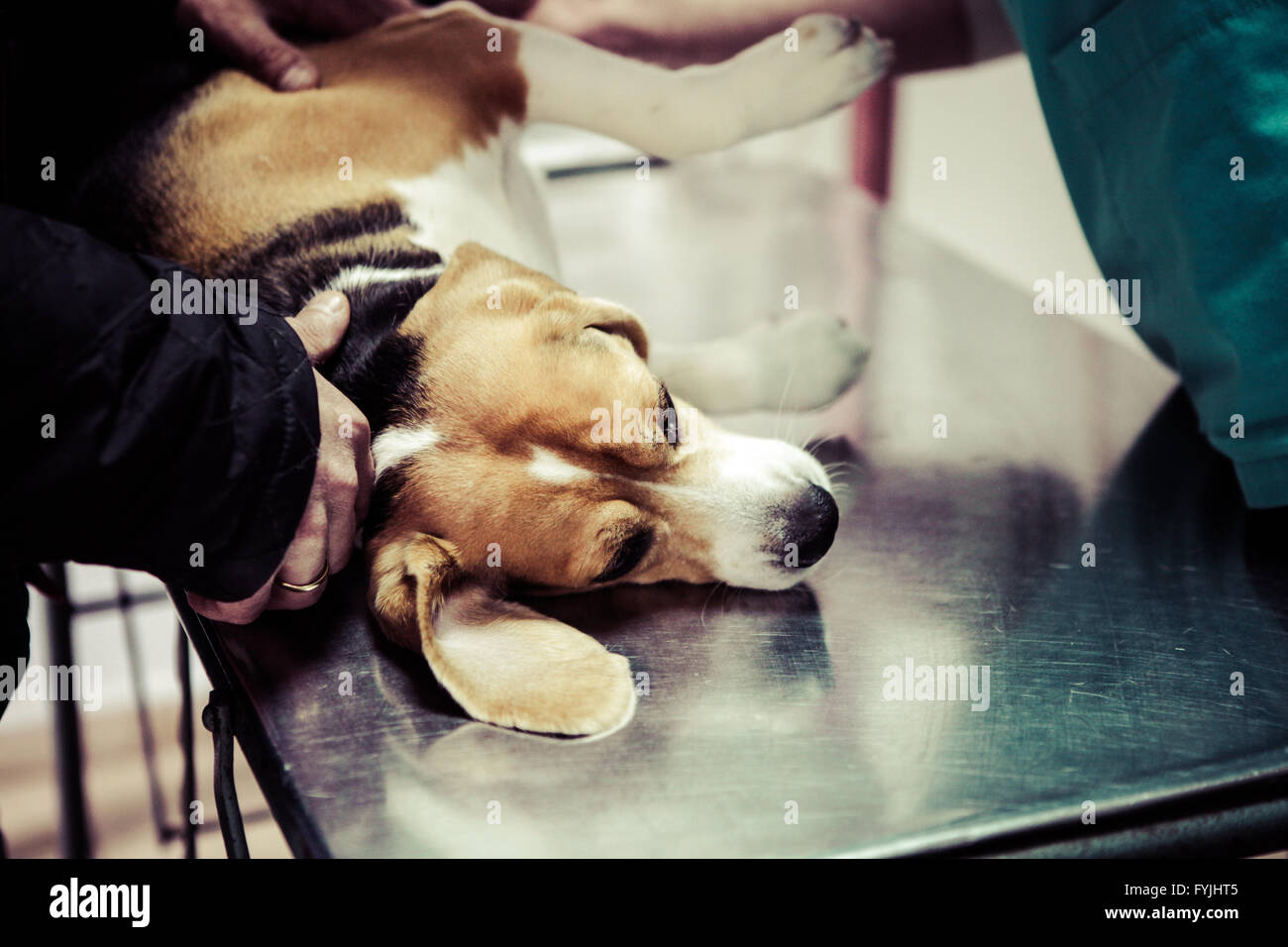 Dog at the vet in the surgery preparation room Stock Photo Alamy