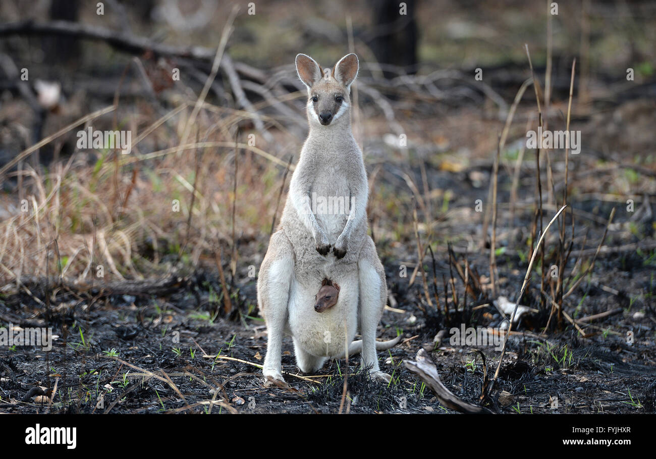 A Whiptail Wallaby, macropus parryi, kangaroo with a baby joey in her pouch standing in recently burned out Australian outback bush Stock Photo