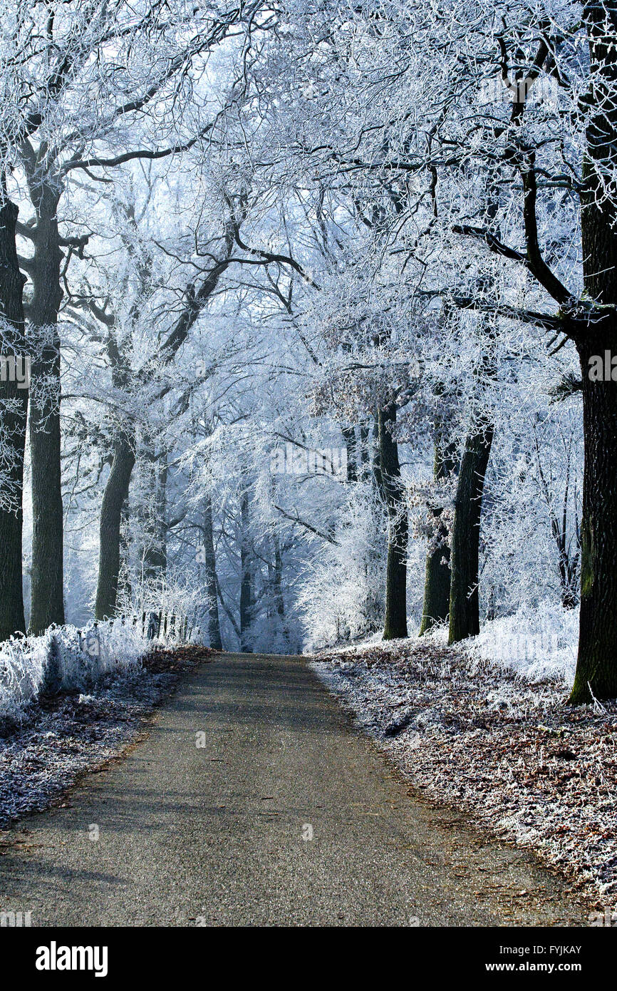 Winter landscape forest road with ice trees Stock Photo