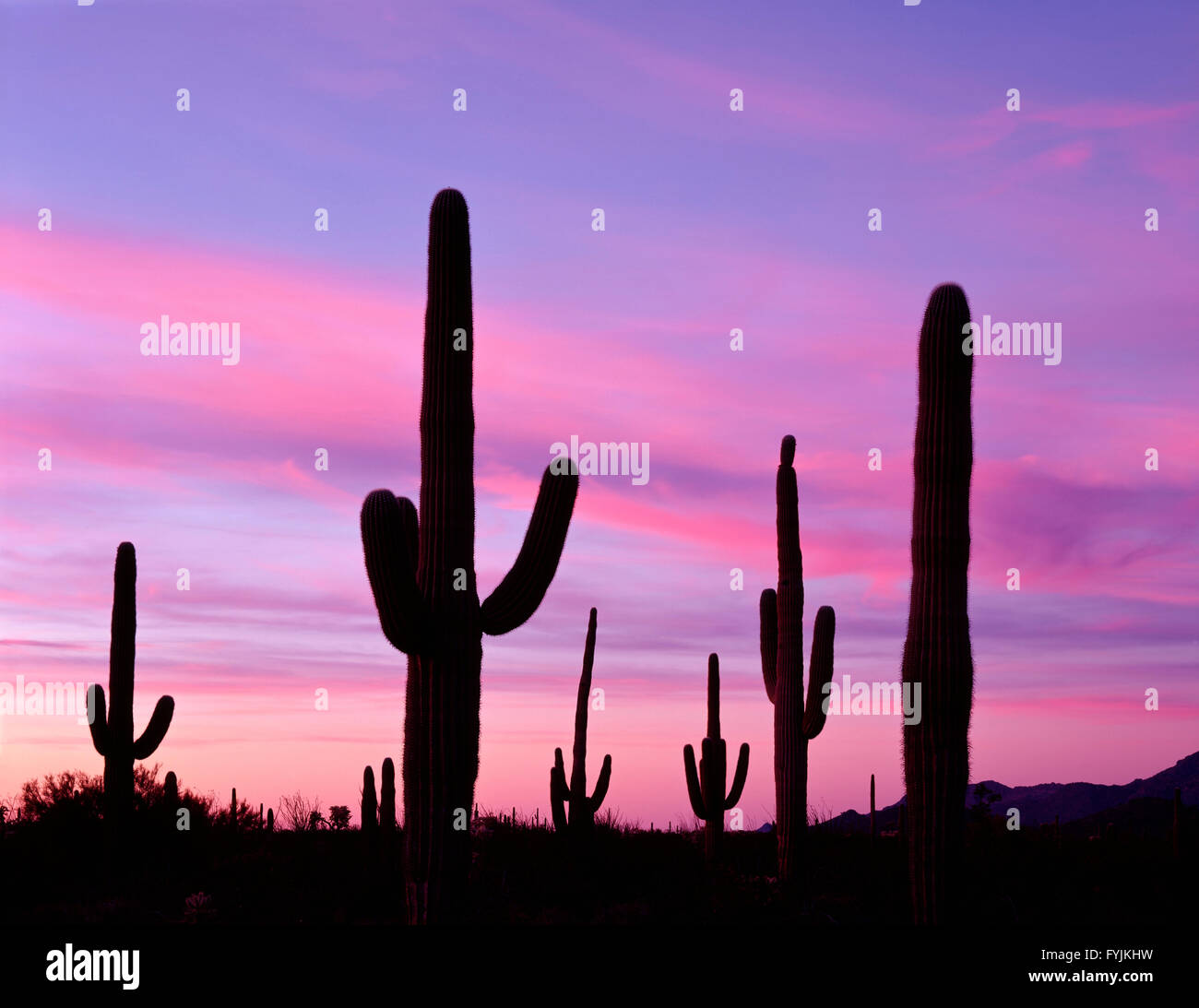 usa-arizona-organ-pipe-cactus-national-monument-saguaro-cacti-are
