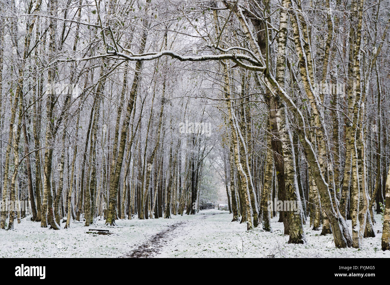 Alley in the Park later in the autumn. First snow Stock Photo - Alamy