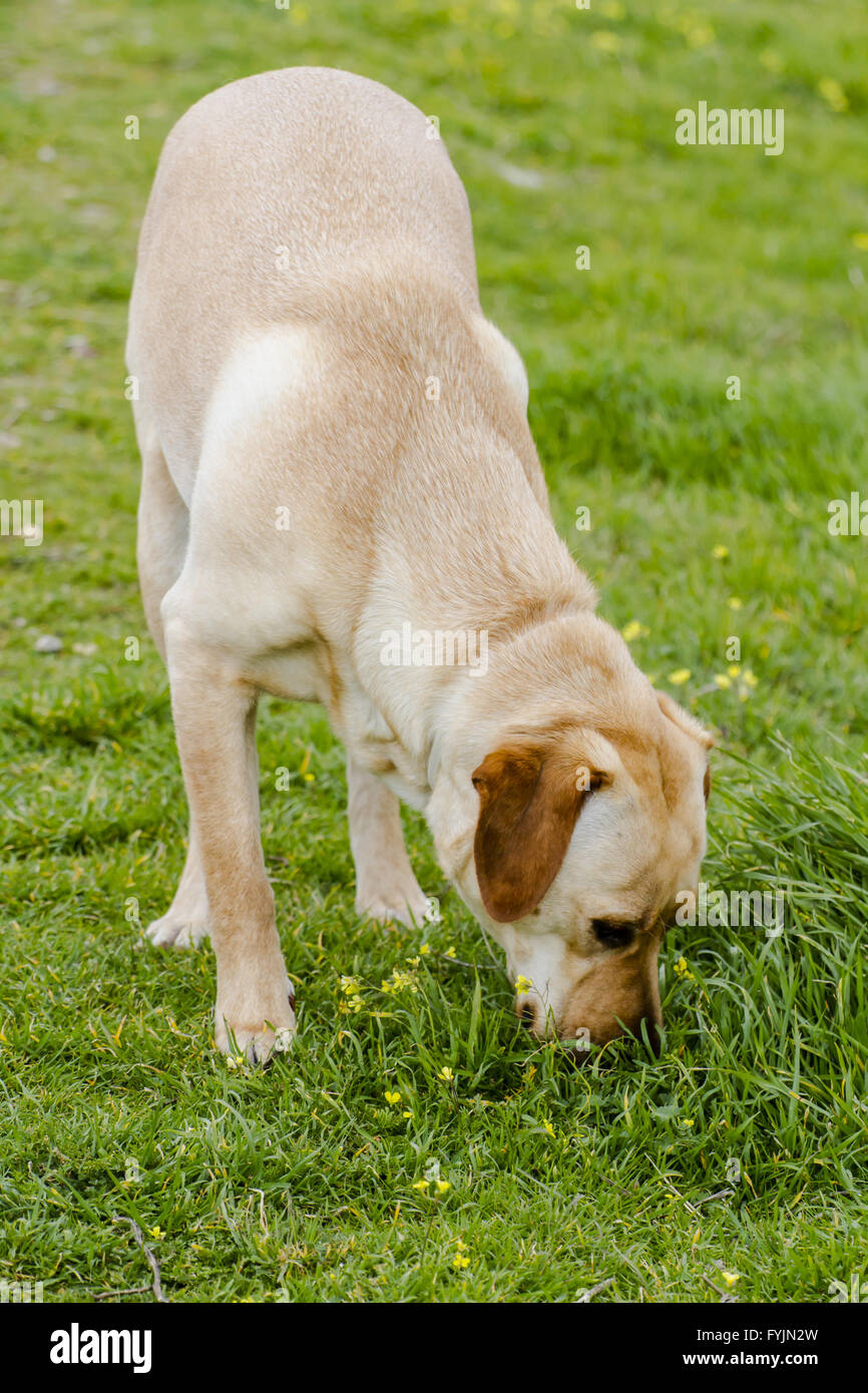 Yellow lab in grass hires stock photography and images Alamy