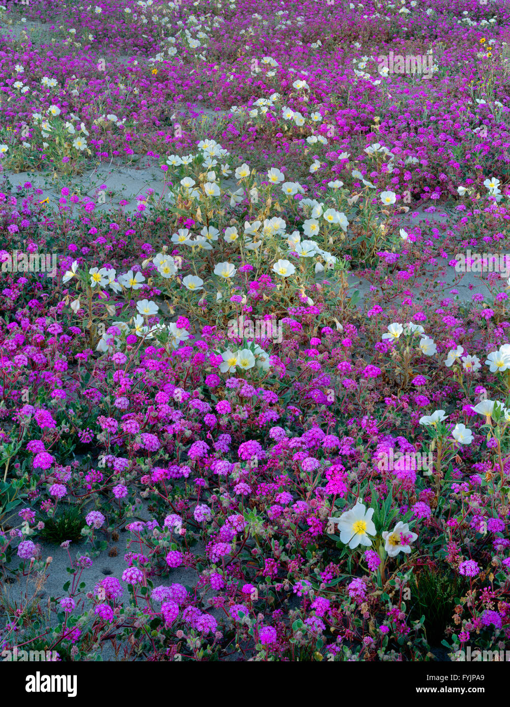USA, California, Anza Borrego Desert State Park, Desert sand verbena and dune evening primrose blooming on sand dunes. Stock Photo