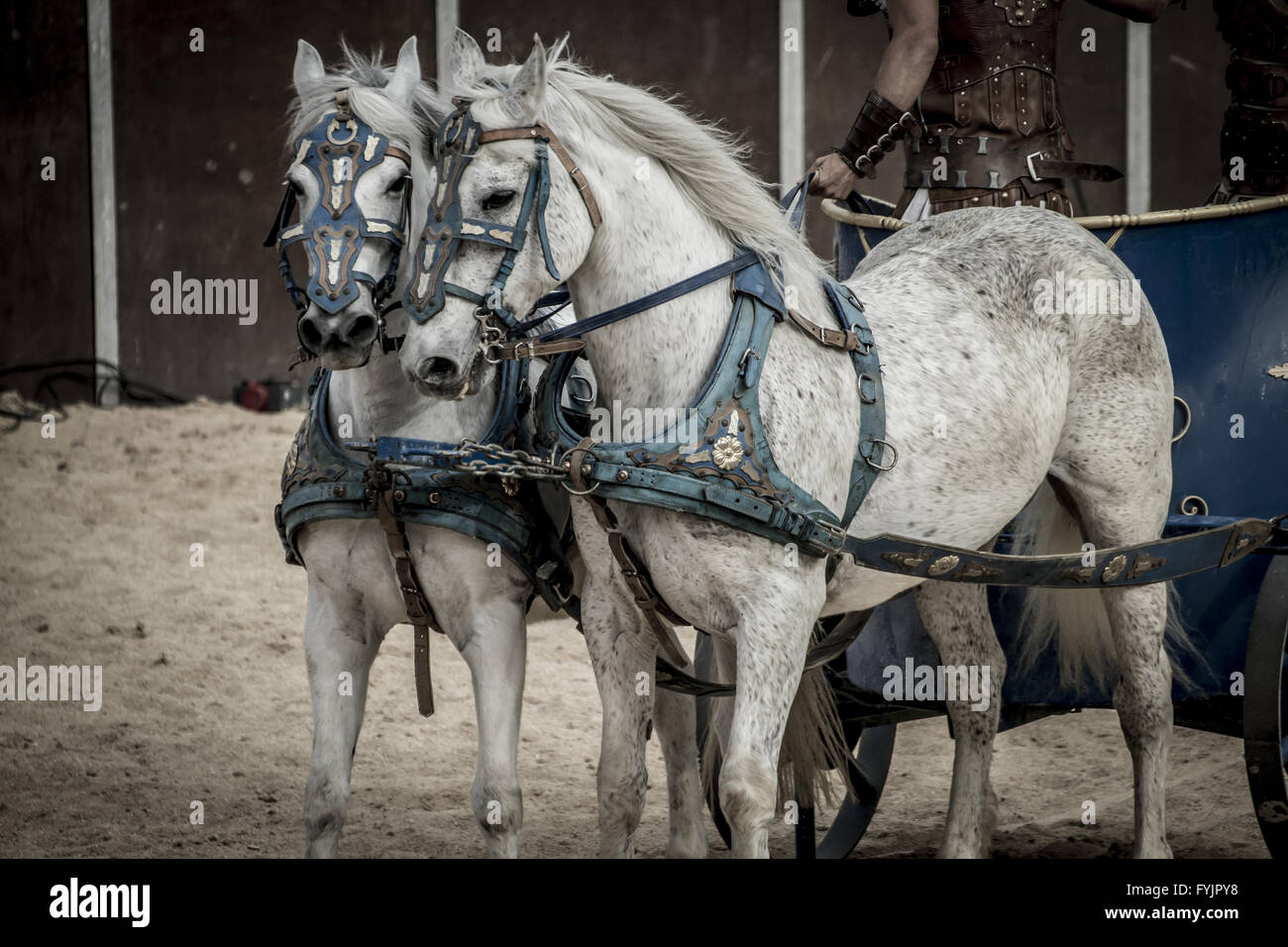 Beautiful horses, Roman chariot in a fight of gladiators, bloody circus Stock Photo