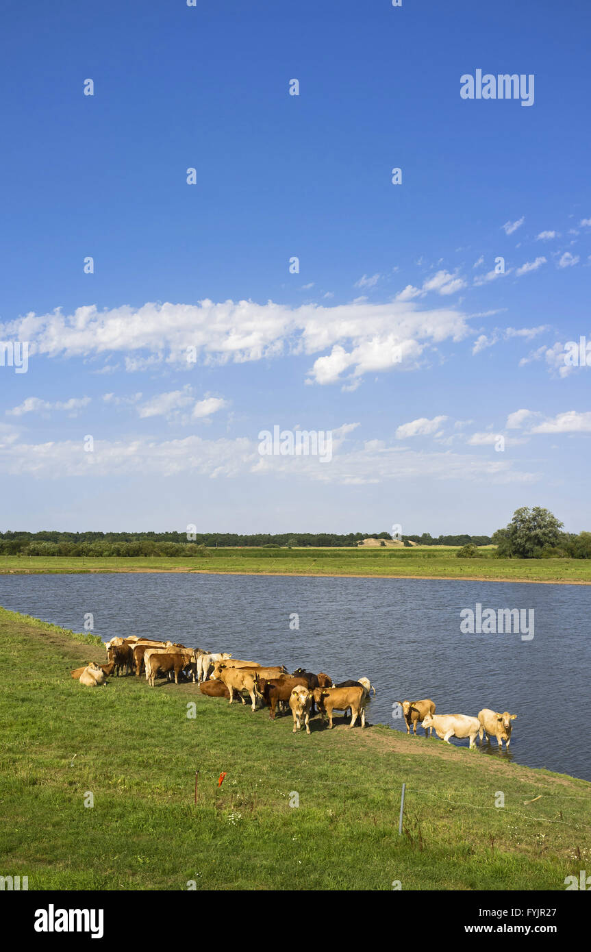 Cattle beside a lake near Boizenburg, Germany Stock Photo